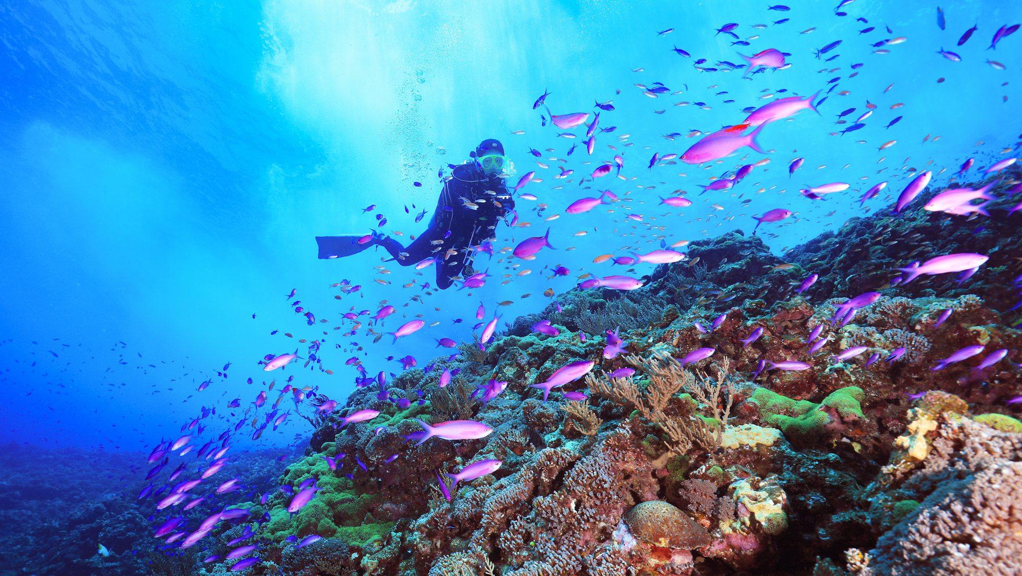 A resort destination with fine sand beaches, gentle sea breeze, azure sky, and shimmering seawater [Okinawa]