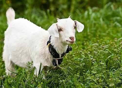 铁岭市盛牧安饲料有限公司