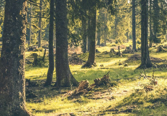 PEFC & FSC Certified