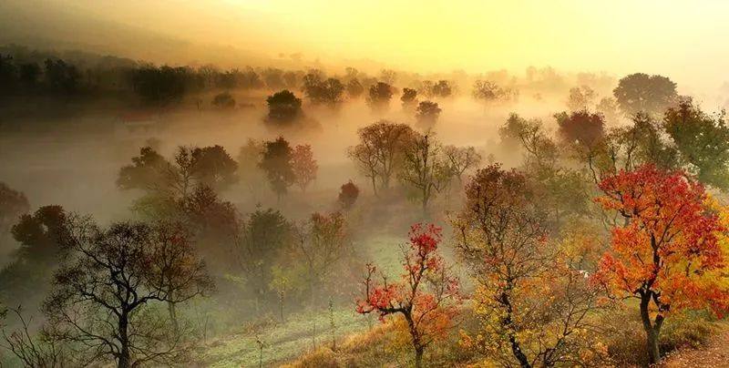 大悟让红叶变“金叶” 北山红叶景区年接待游客过百万人