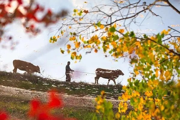 老区新貌｜大别山下的“红叶”缘何别样“红”