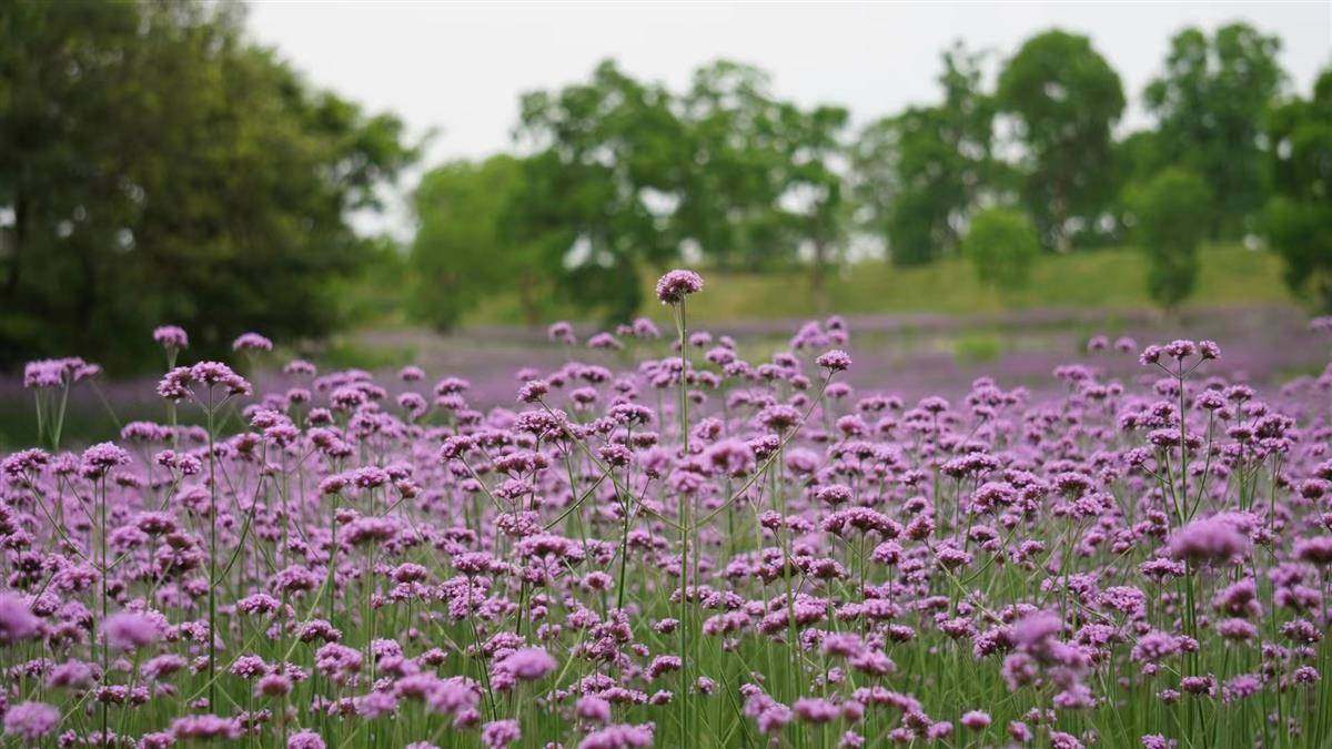 大悟北山，千亩花海等你来打卡
