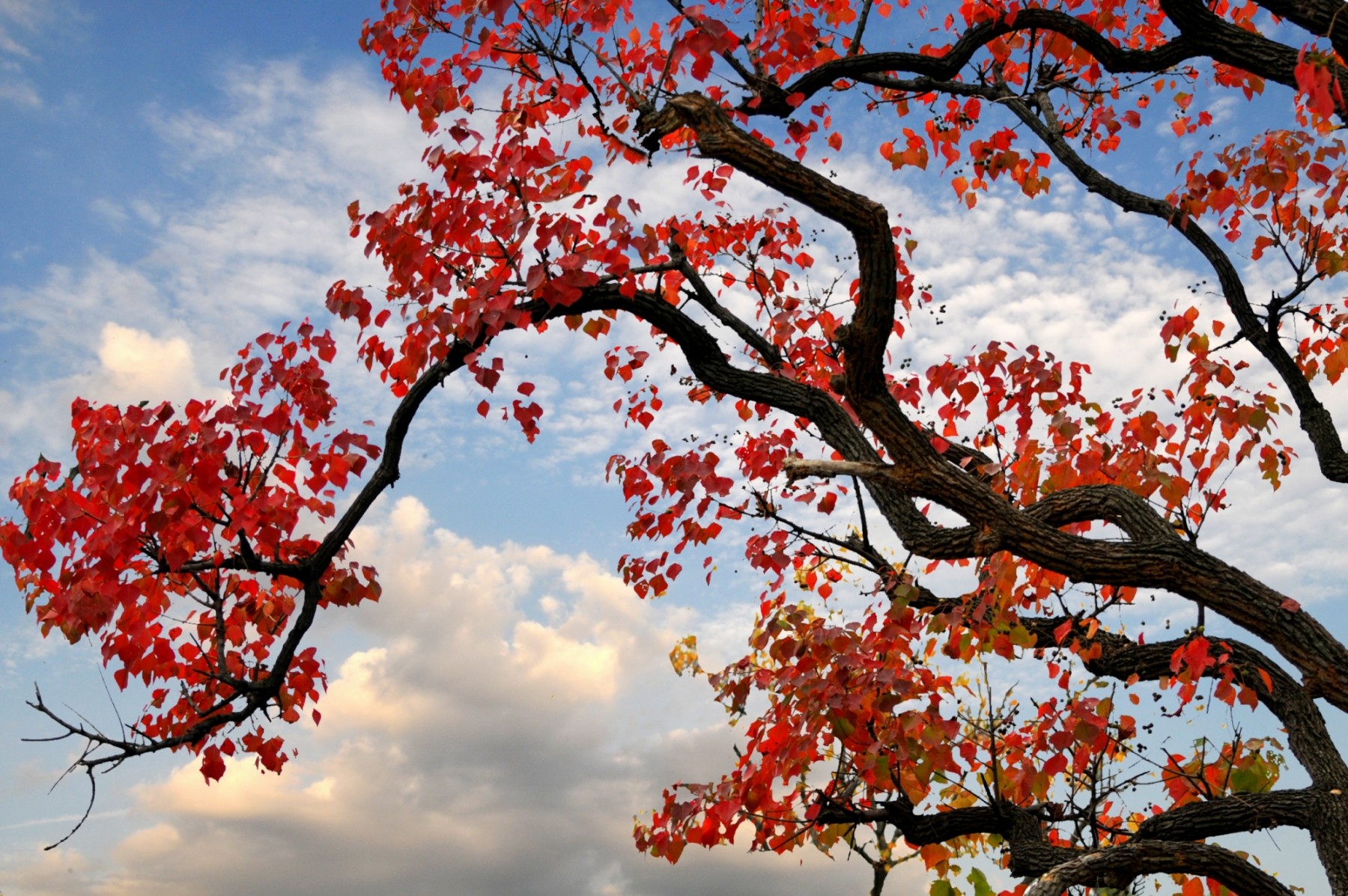 赏秋·孝感丨千山红遍唱醉秋色！大悟红叶美不胜收