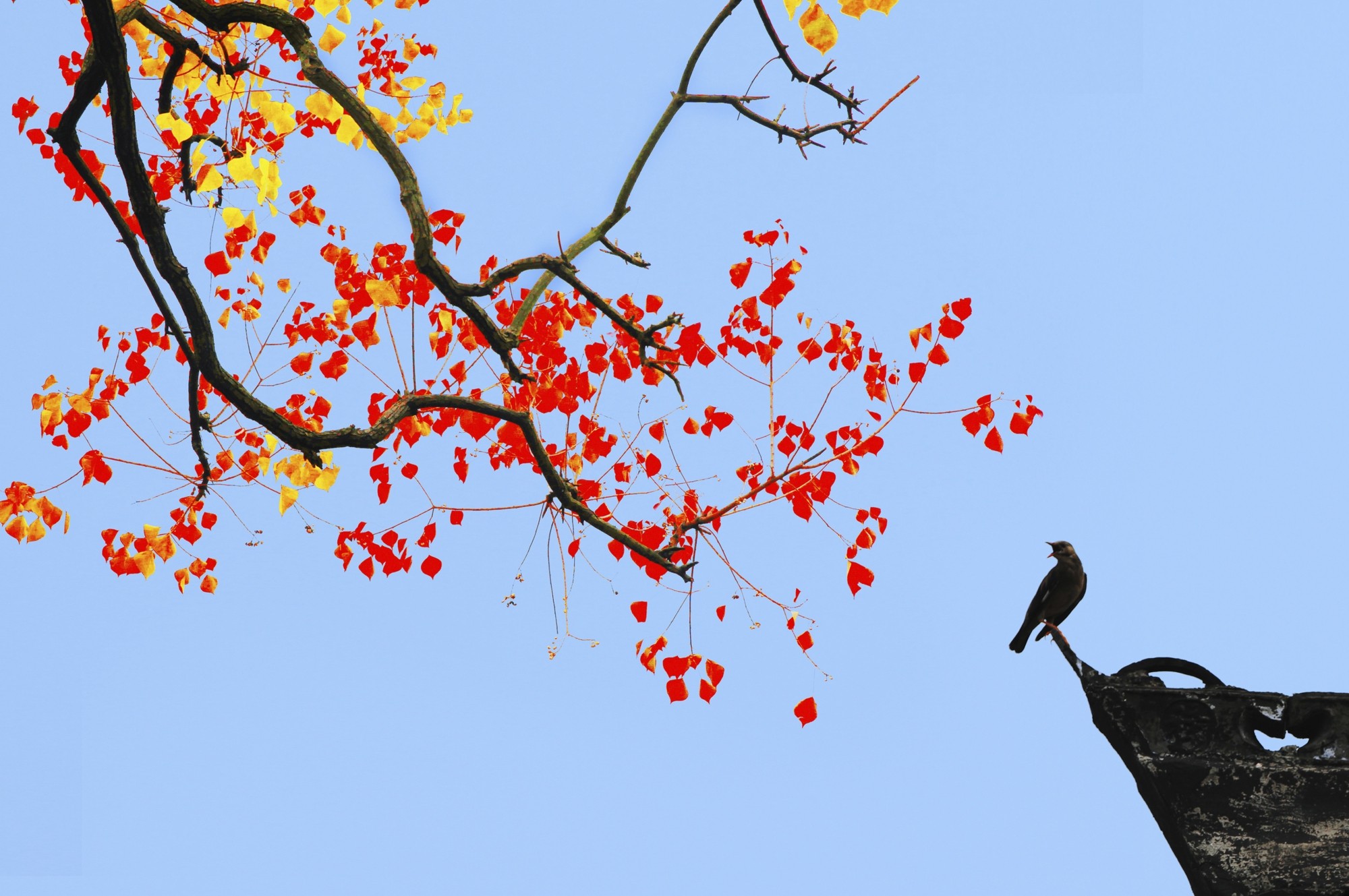 【“飞阅”中国】湖北大悟乌桕染红 大别山五彩斑斓如天然画卷
