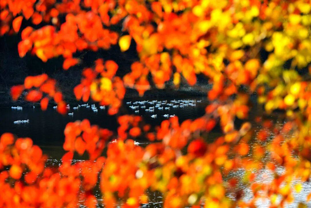 来大悟，寻找史铁生笔下的秋天