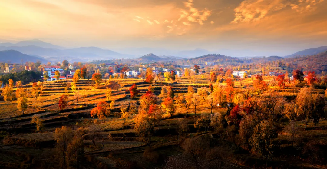 大悟：红叶映山秋意浓 层林尽染引客来