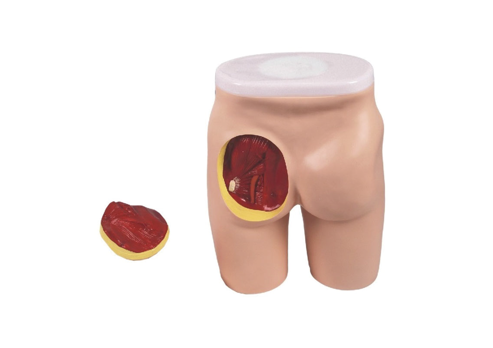 MH021 臀部肌肉注射与解剖结构模型