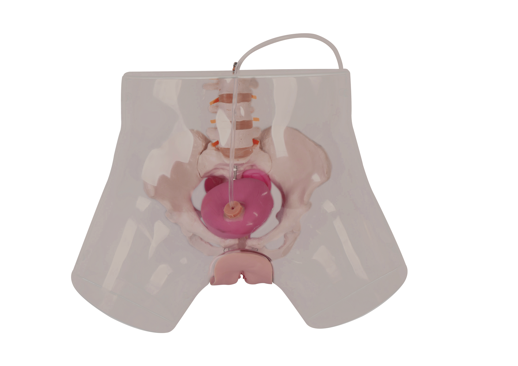 MH010 透明女性导尿模型