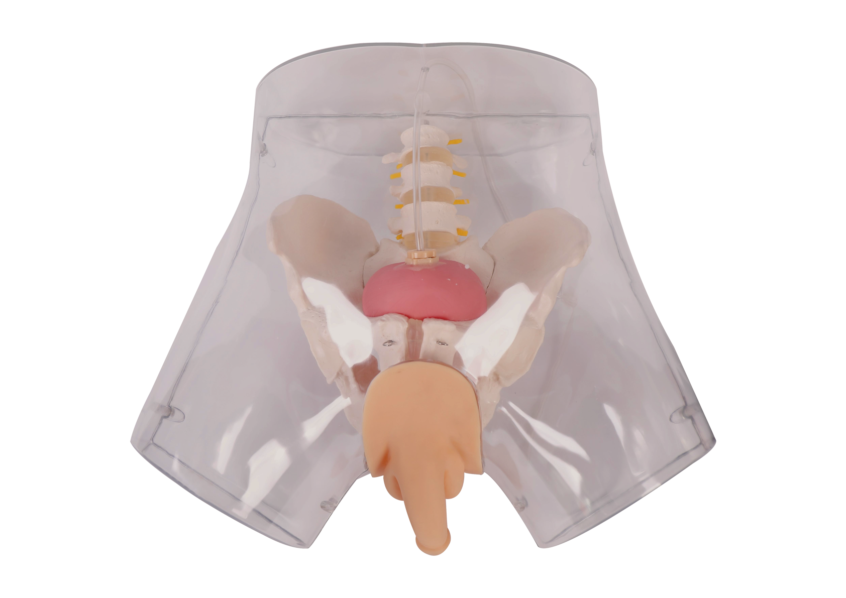 MH009 透明男性导尿模型