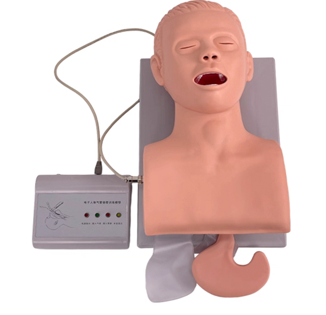 MJ311  电子人体气管插管训练模型