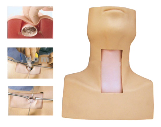 MJ010  环甲模穿刺模型