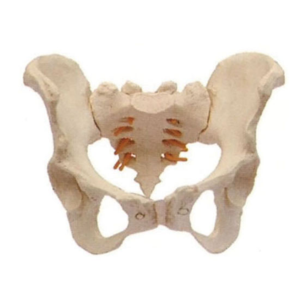 MF020 骨盆测量模型