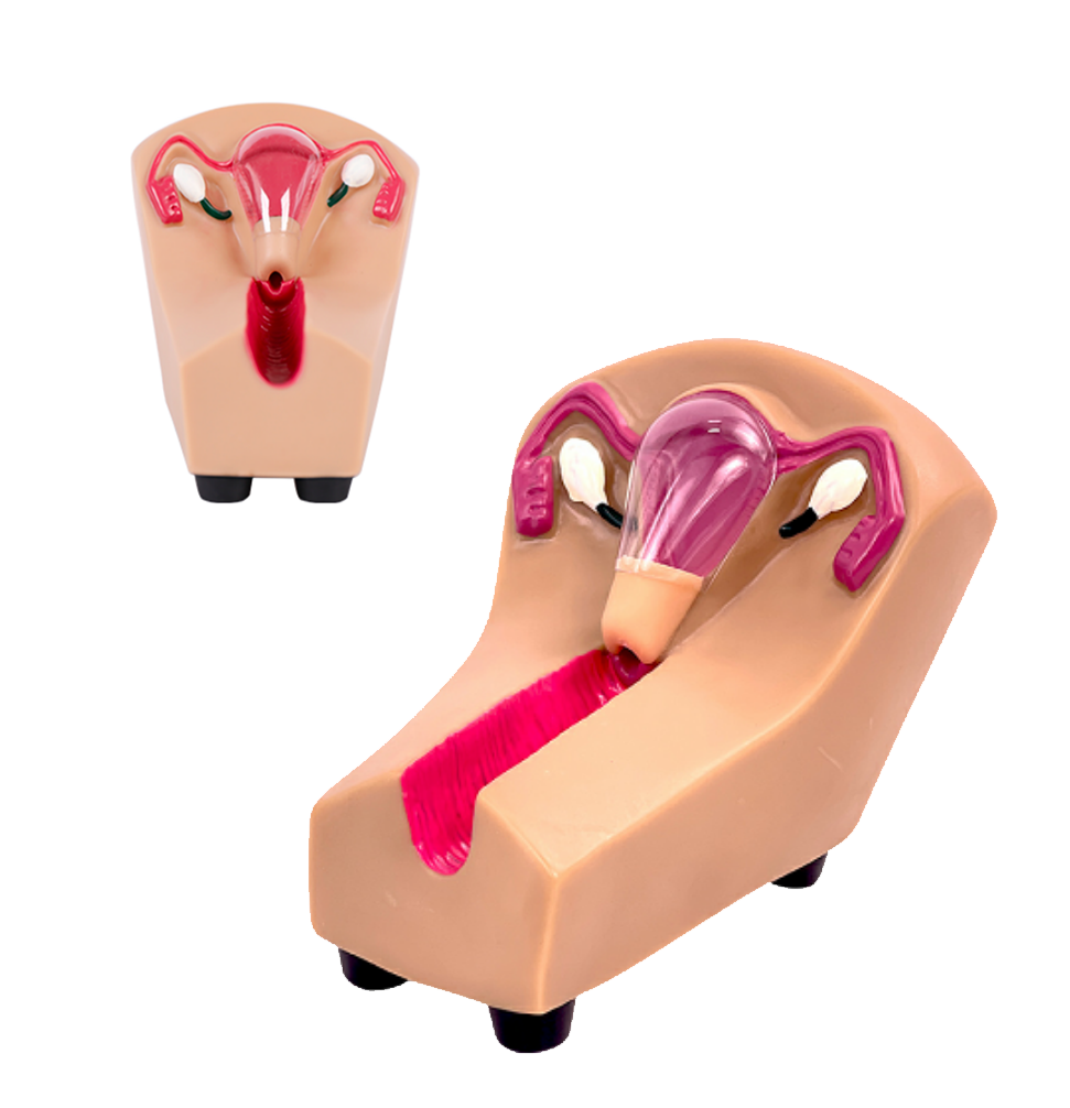 MF018 女性宫内避孕器及训练模型