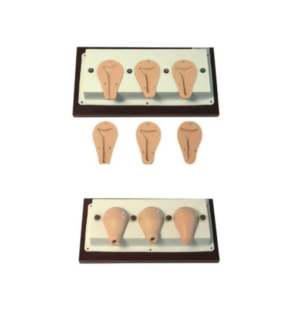 MF015 高级人工流产模拟子宫