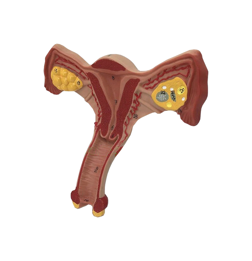 MF012 仿真女性子宫模型