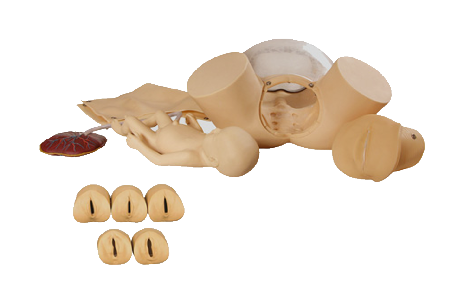 MF008 分娩综合技能训练模型