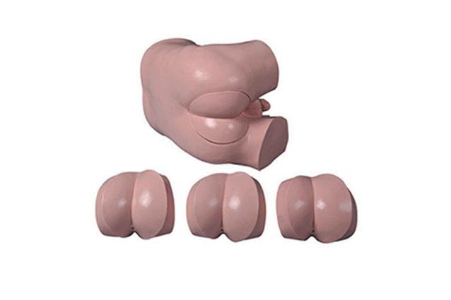 MW027 高级直肠指诊检查模型