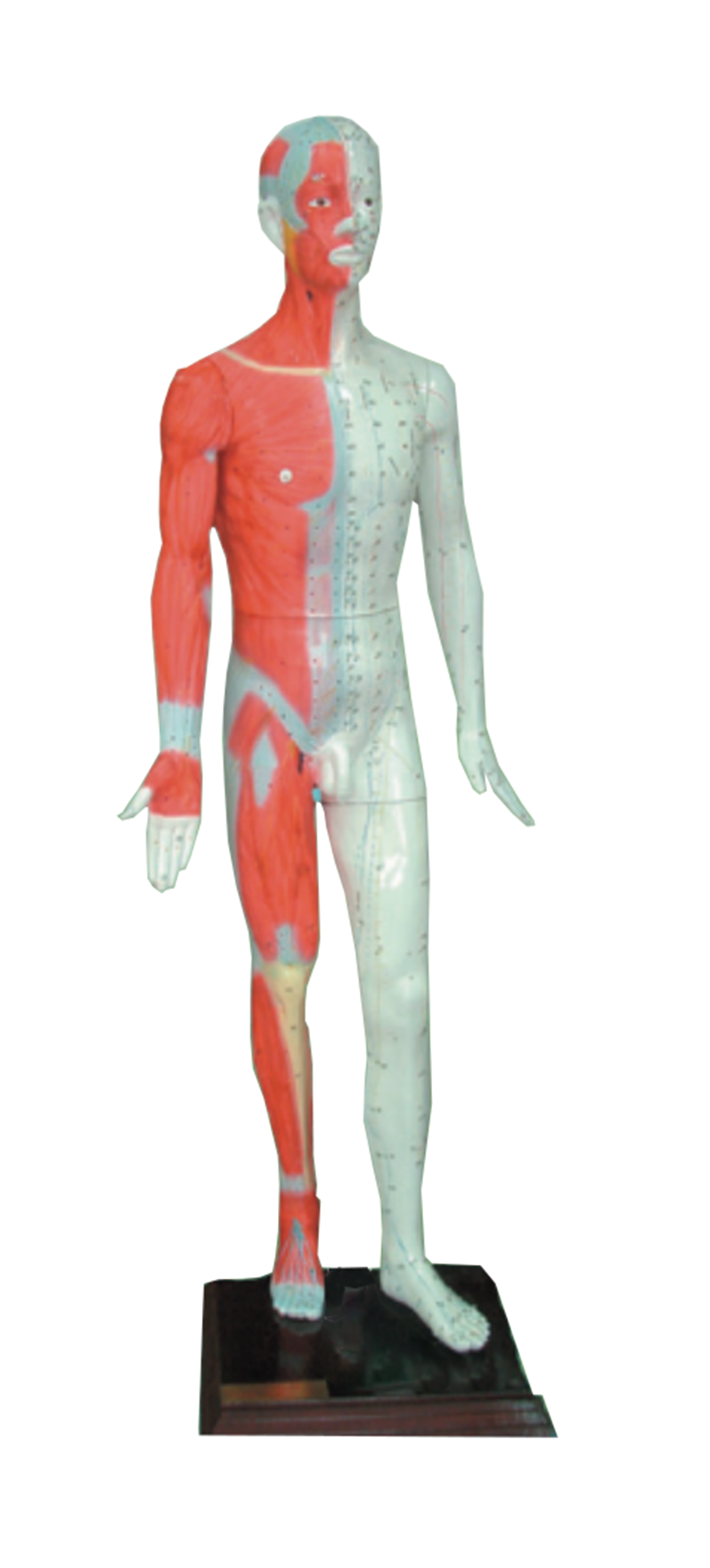 MZ210 多媒体人体针灸穴位模型