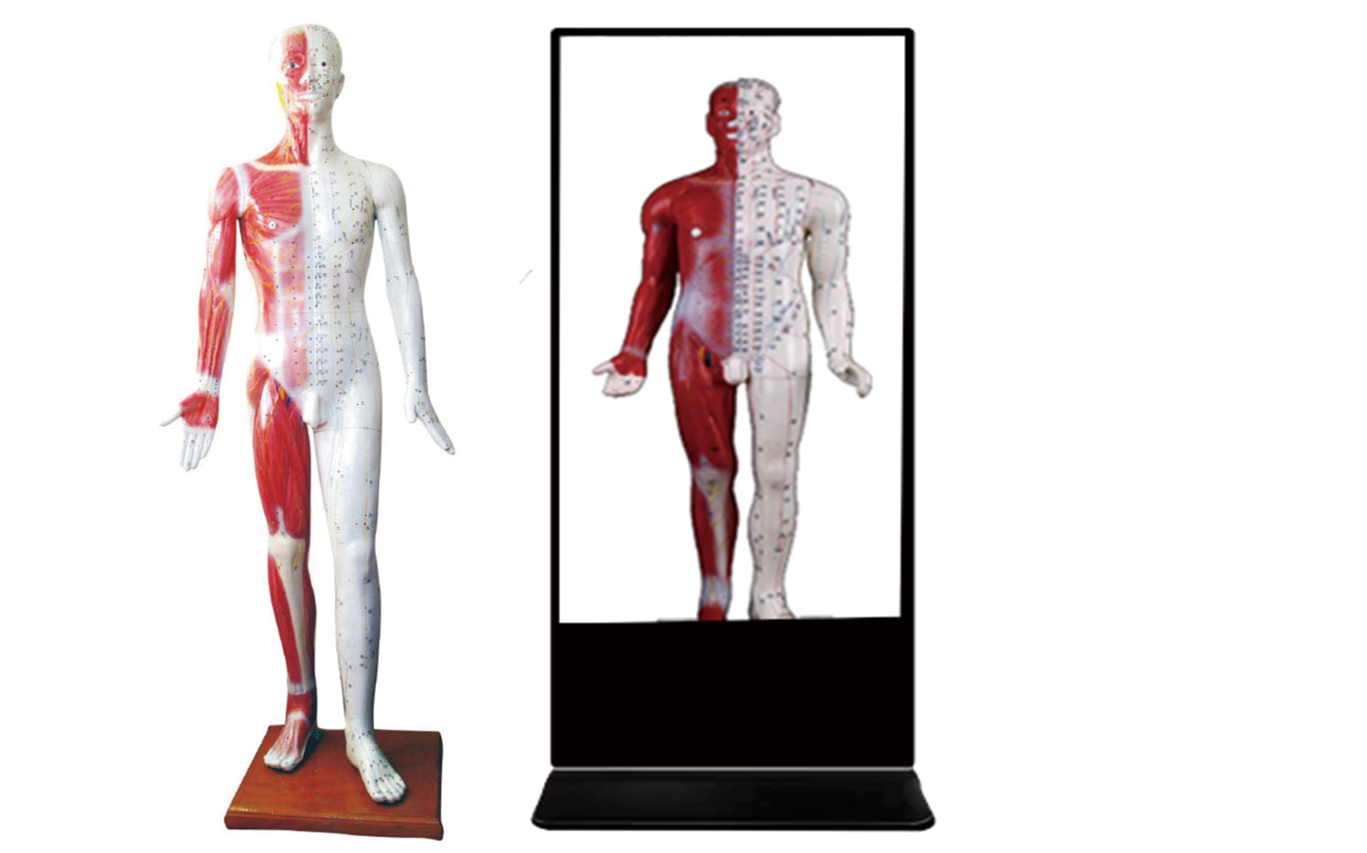 MZ207 多媒体人体针灸穴交互数字平台