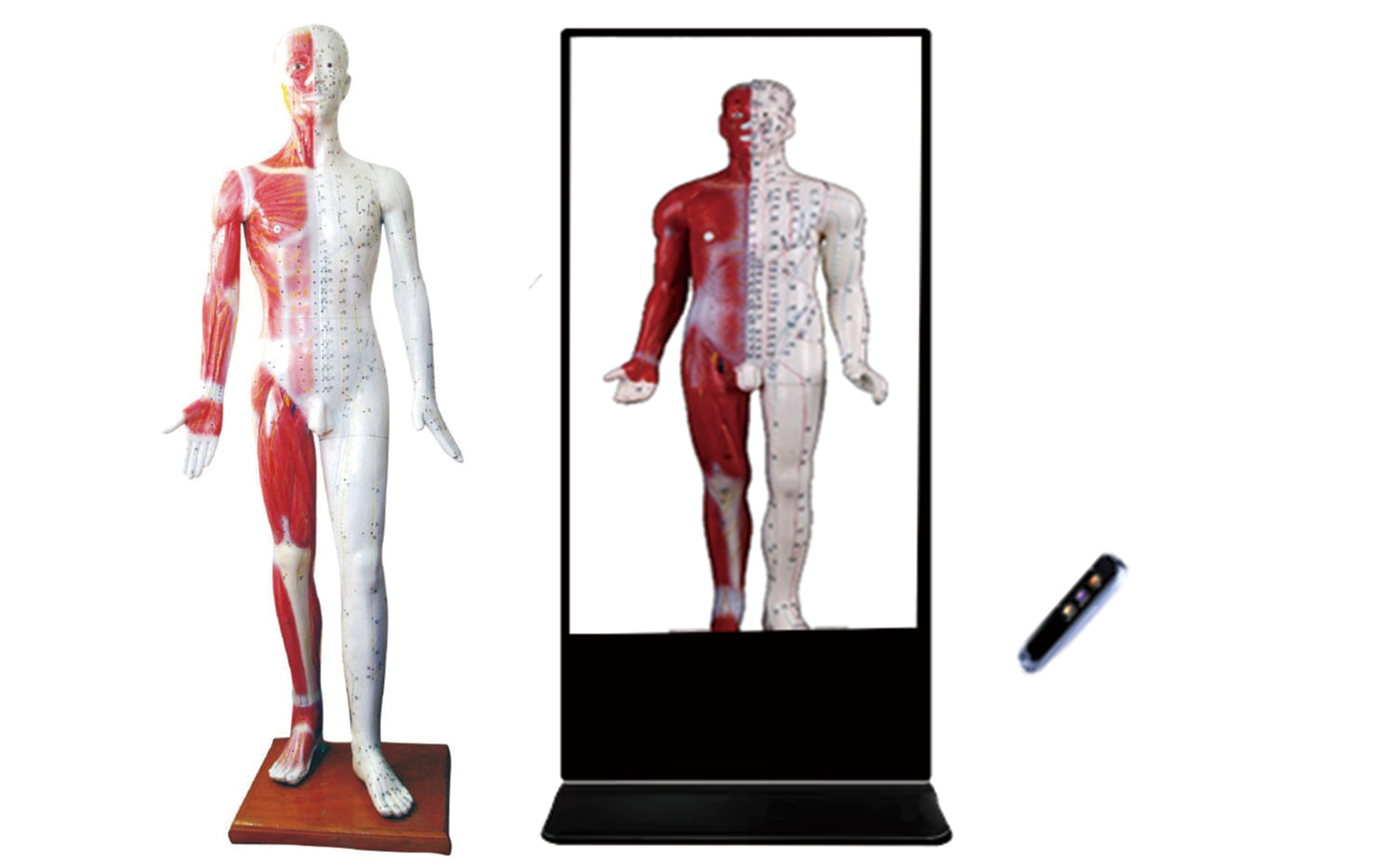 MZ206 高级多媒体人体针灸穴交互数字平台