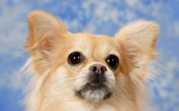 爆单预警！Shopee 8大站点热销宠物用品盘点