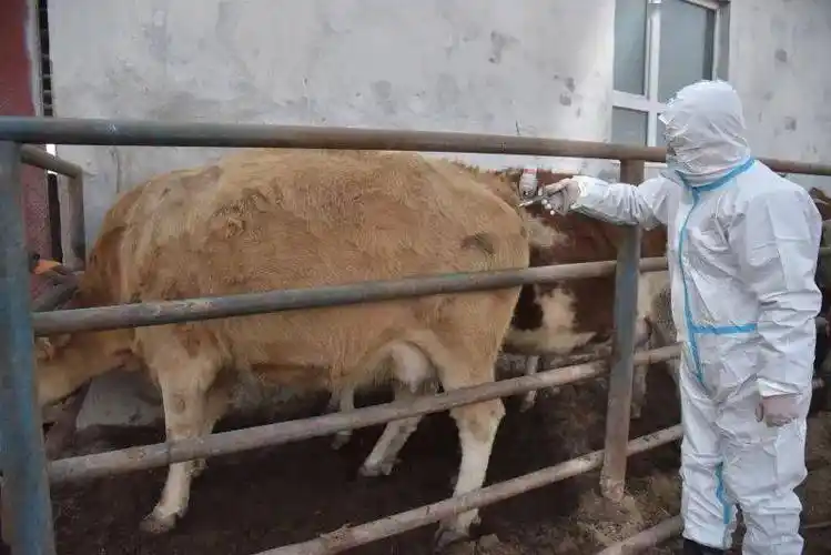 禁止从动物疫病流行国家地区输入的动物及其产品一览表(2024年10月23日更新)