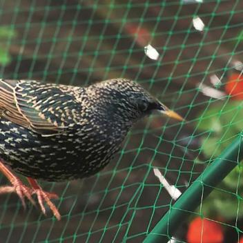 Bird Nets