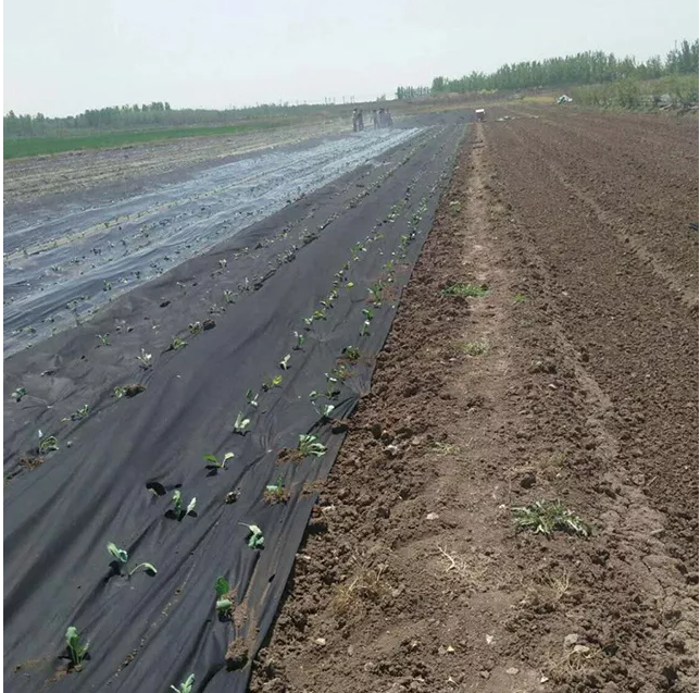 Economy Weed Control Fabric