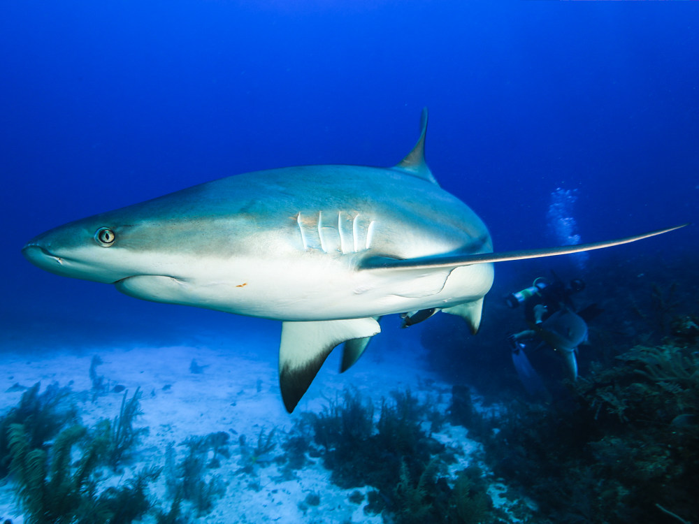 Protecting oceans by young activists 