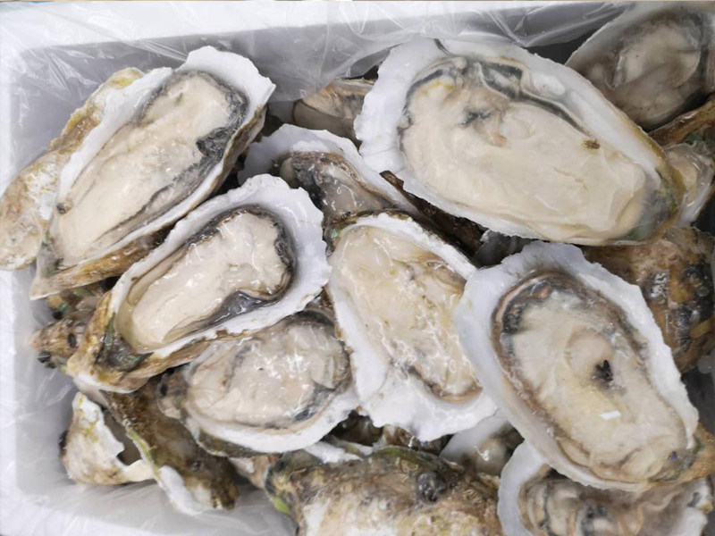 Frozen Half Shell Oyster Meat