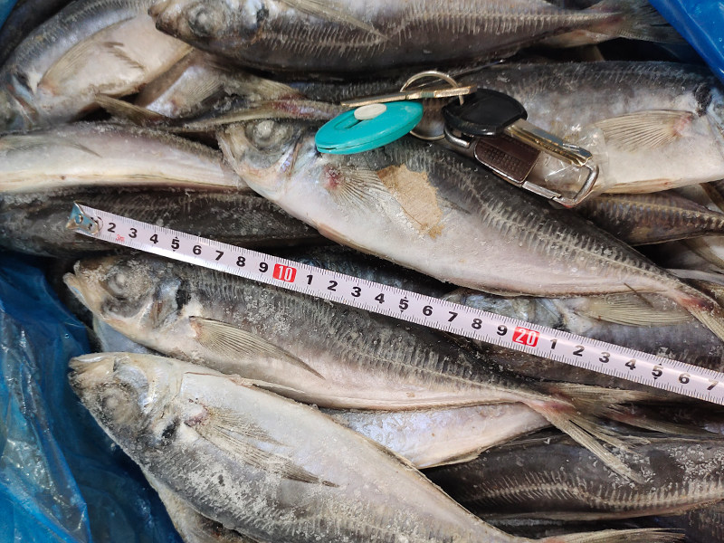 Frozen Horse Mackerel