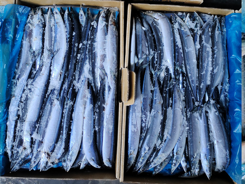 Frozen Pacific Saury