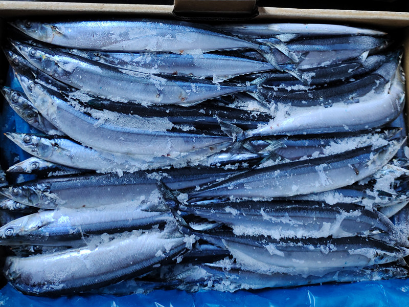 Frozen Pacific Saury