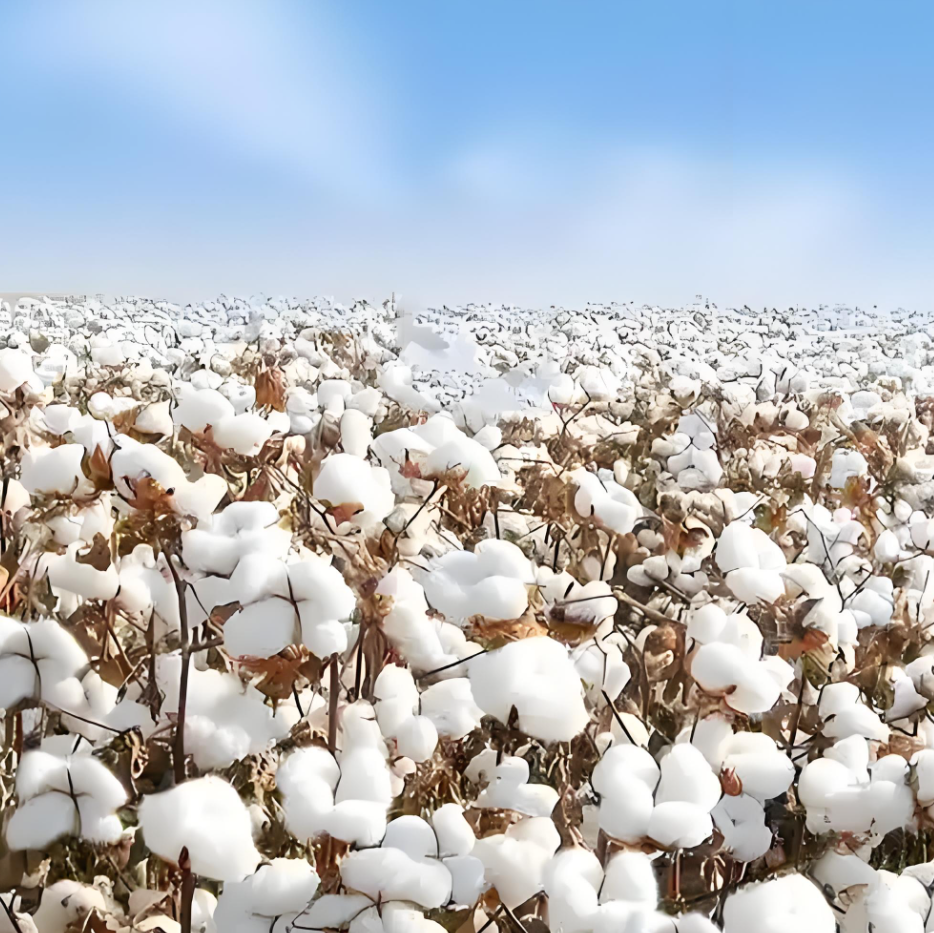 COTTON
