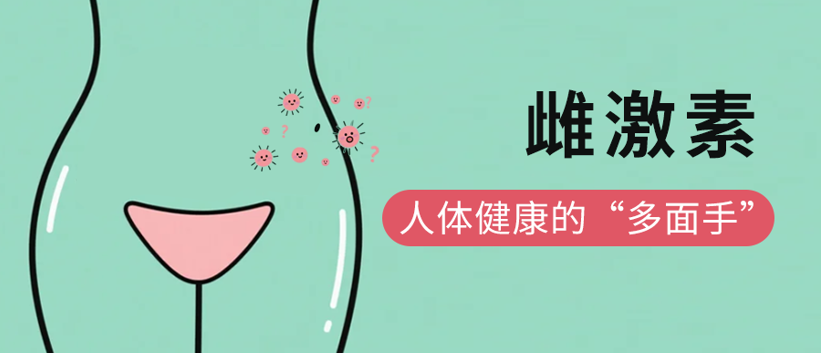 雌激素：人体健康的“多面手”——从分子机制到生命调控