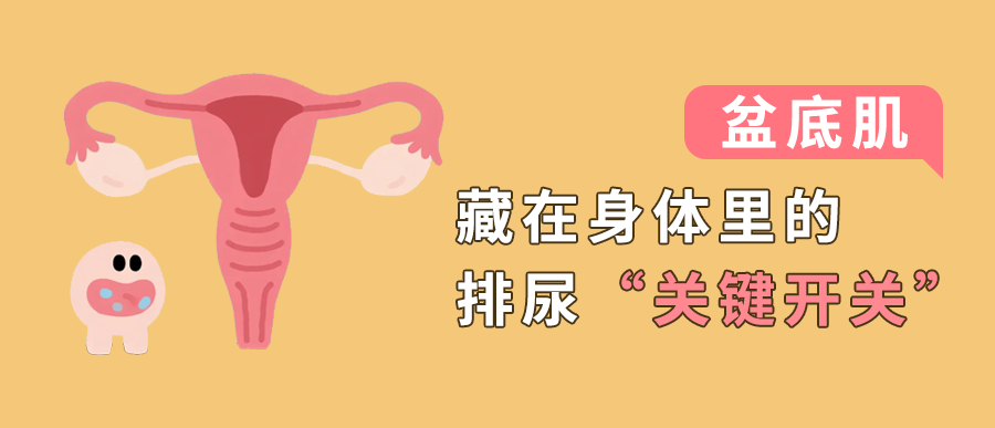 盆底肌：藏在身体里的排尿“关键开关”