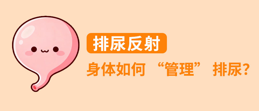 排尿反射：身体如何 “管理” 排尿？