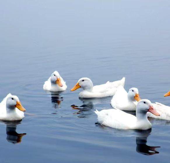 法国巴巴拉白鸭