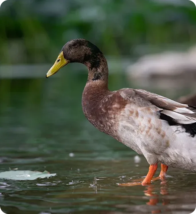 法国巴巴拉白鸭