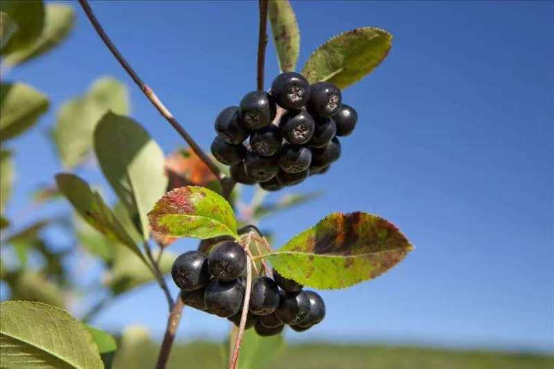 Aronia extract （For anti-mold and sorbate replacement)