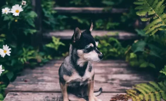 地方政府加速抢滩宠物经济，2025各地宠物产业最新政策汇总