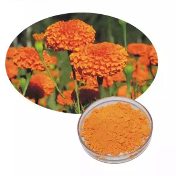 Marigold Extract- Lutein-万寿菊提取物-叶黄素