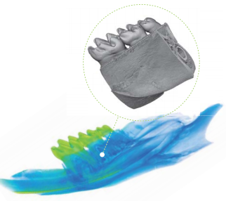 小鼠下颌骨和臼齿