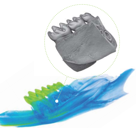 小鼠下颌骨和臼齿