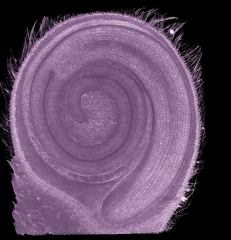 黑珍珠番茄种子