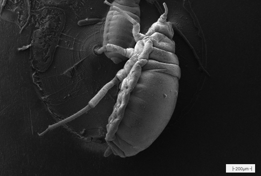 梅子树上的昆虫