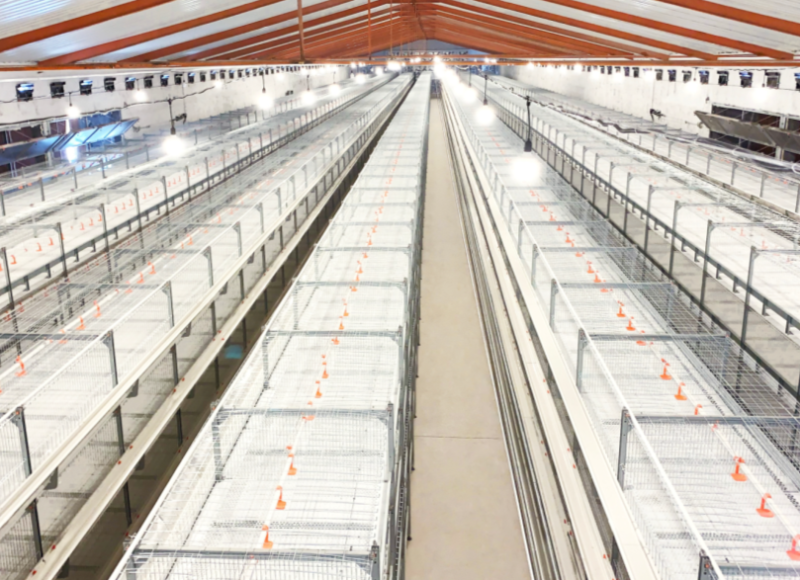 9LRC-Single Row Single Feed Line Broiler Cage