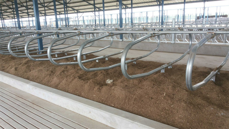 Cattle Farm Lying Bed