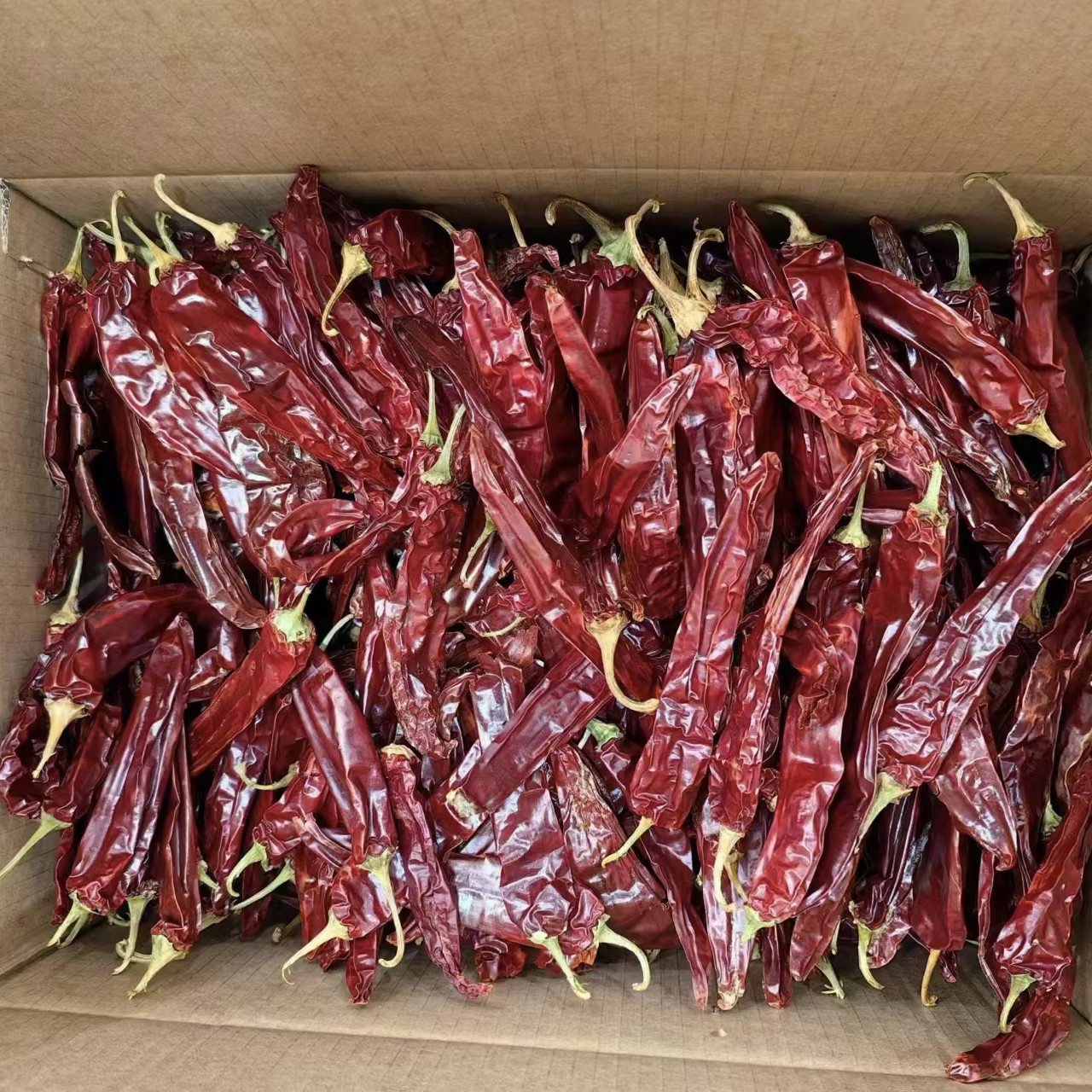 Jinta Chilli