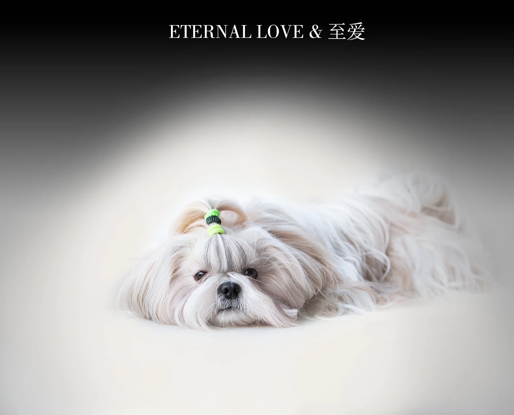 恒爱宠物善终服务（ETERNAL  LOVE））